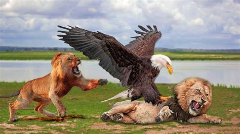 Lion King And Eagle King Novibet